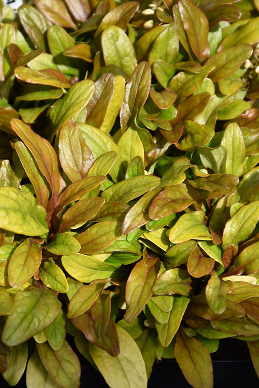 Ajuga Petite Parakeet
