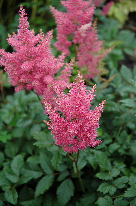 Astilbe Pink