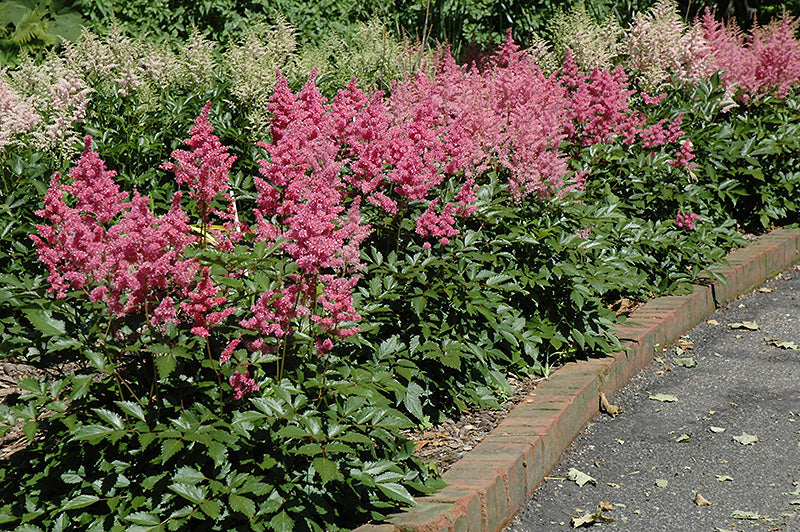 Astilbe Pink