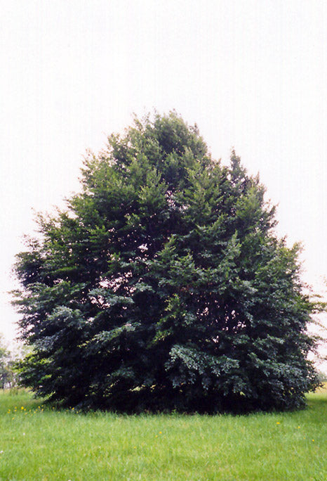 European Beech