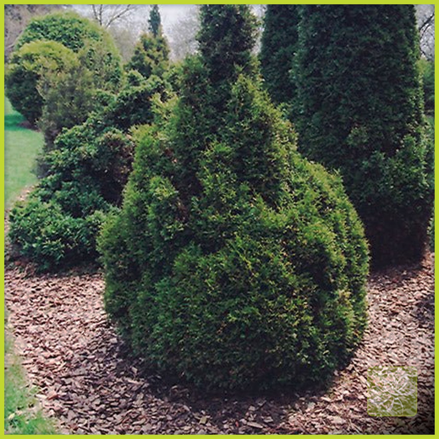 Cedar Brabant - Georgina Garden Centre