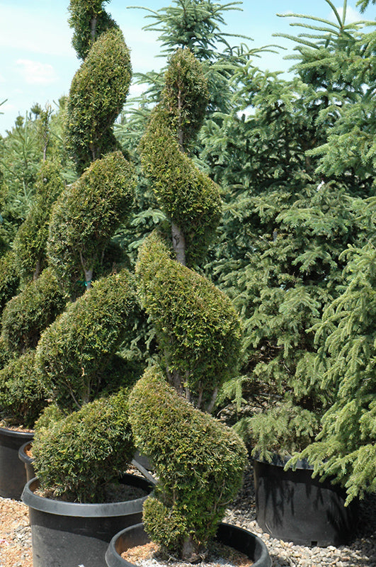 Emerald Cedar Spiral