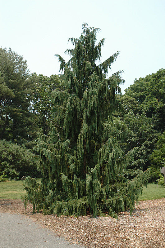 Cypress Weeping Nootka