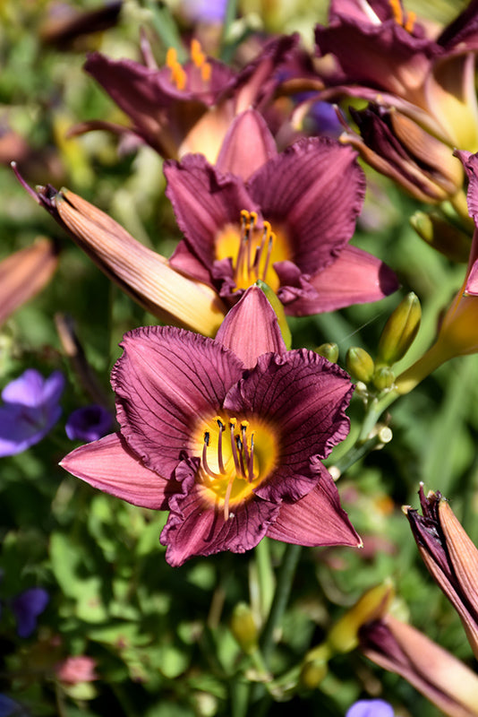 Daylily Purple D'Oro