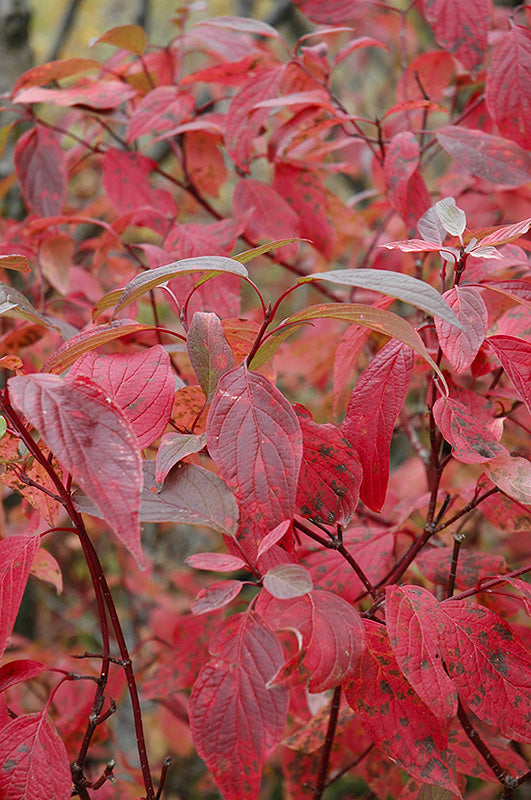 Red Osier Dogwood