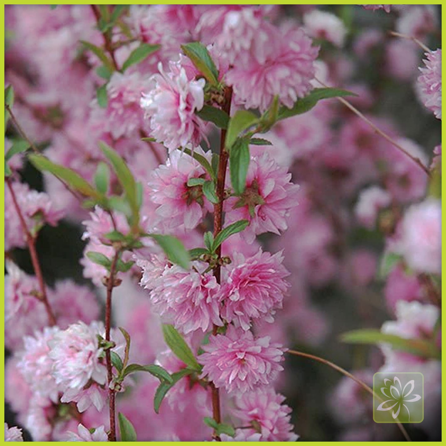 Flowering Almond Standard (Tree form) - Georgina Garden Centre