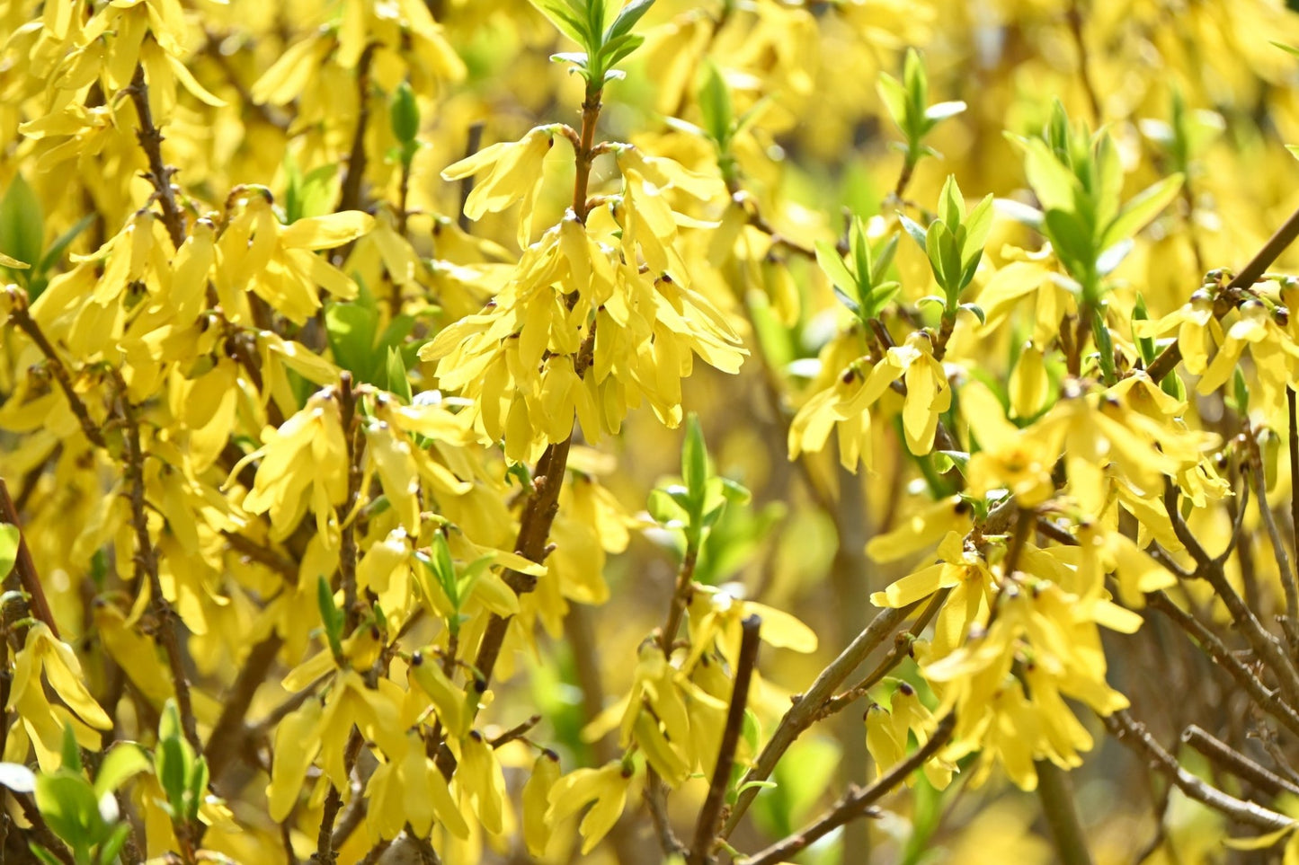 Forsythia Spectabilis - Georgina Garden Centre