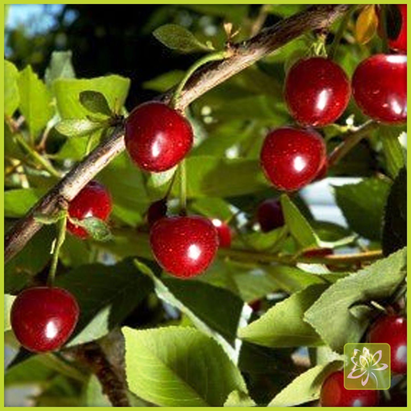 Cherry Combination Tree - Georgina Garden Centre