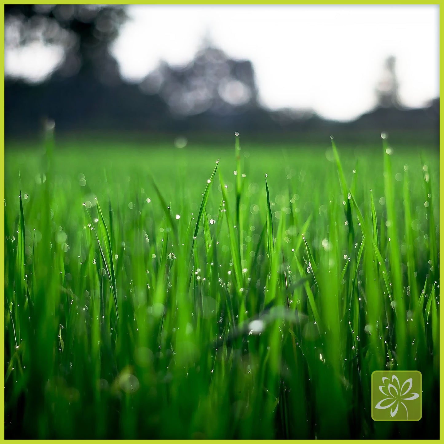 Grass Seed Thicker - Georgina Garden Centre
