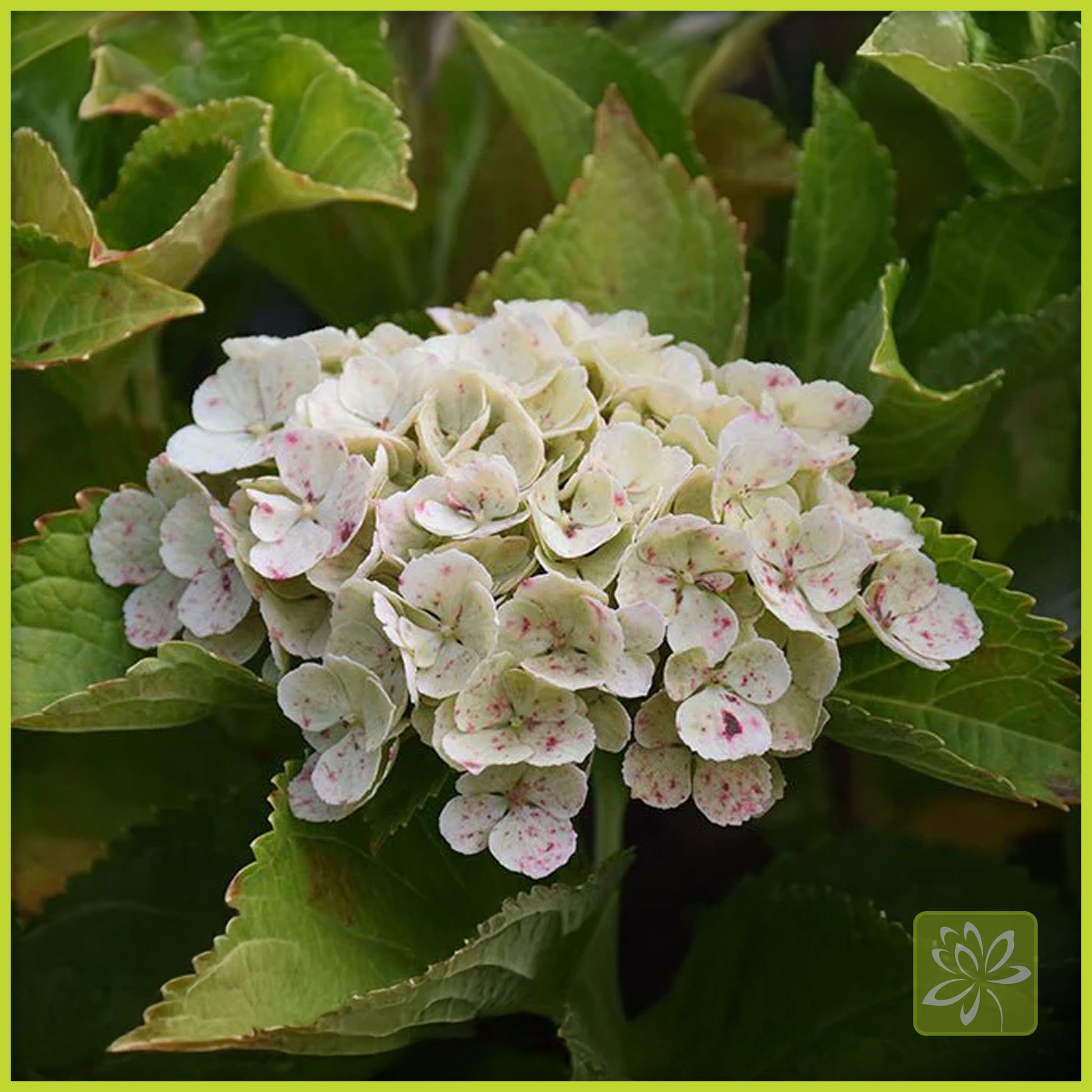 Hydrangea Everlasting Amethyst - Georgina Garden Centre