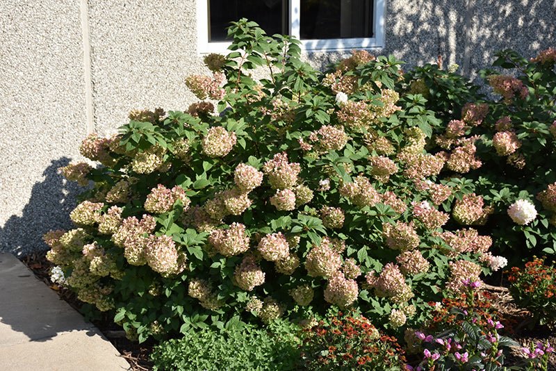 Hydrangea Strawberry Sundae - Georgina Garden Centre