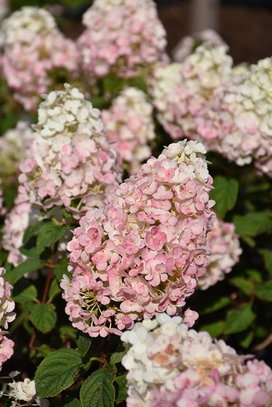 Hydrangea Strawberry Sundae - Georgina Garden Centre