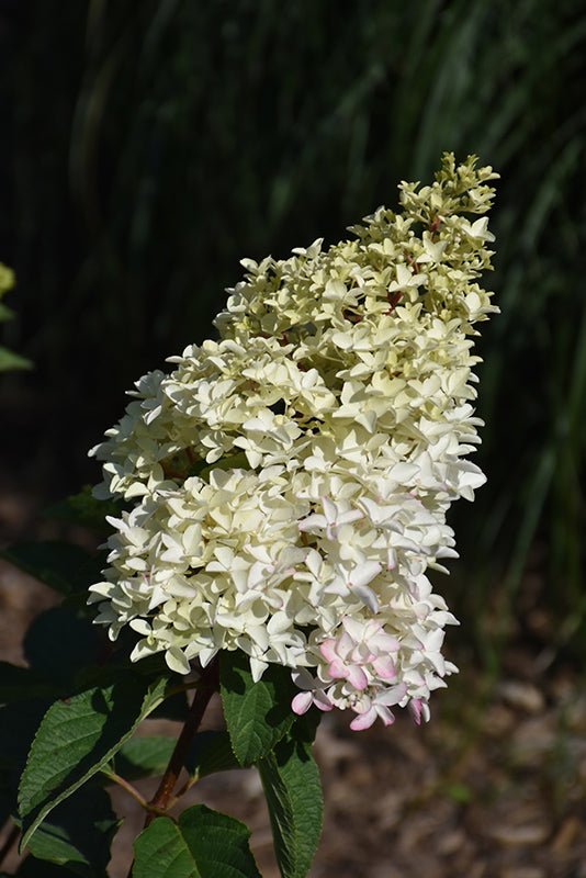 Hydrangea Berry White - Georgina Garden Centre