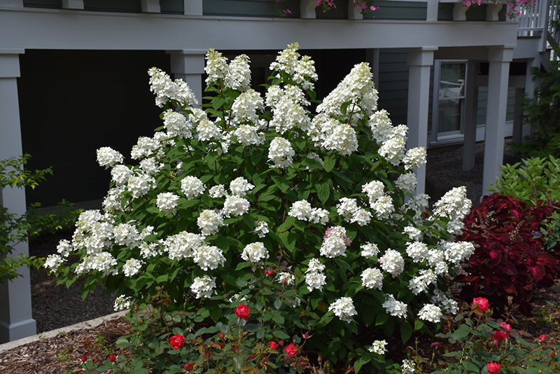 Hydrangea Fire Light