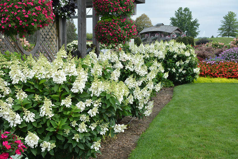 Hydrangea Fire Light