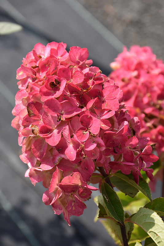Hydrangea Fire Light