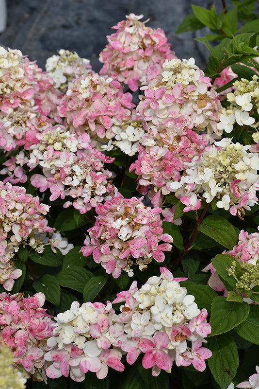 Hydrangea Fire Light Tidbit