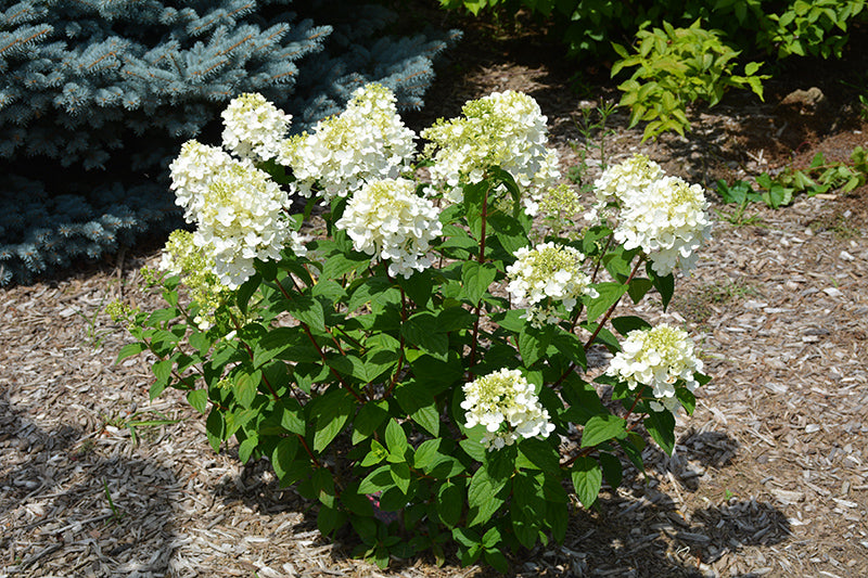 Hydrangea Fire Light Tidbit