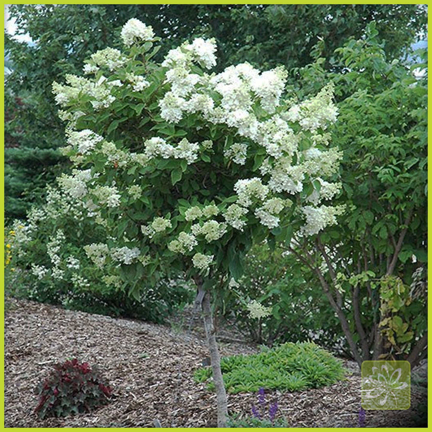 Hydrangea Pink Diamond Std (Tree Form) - Georgina Garden Centre