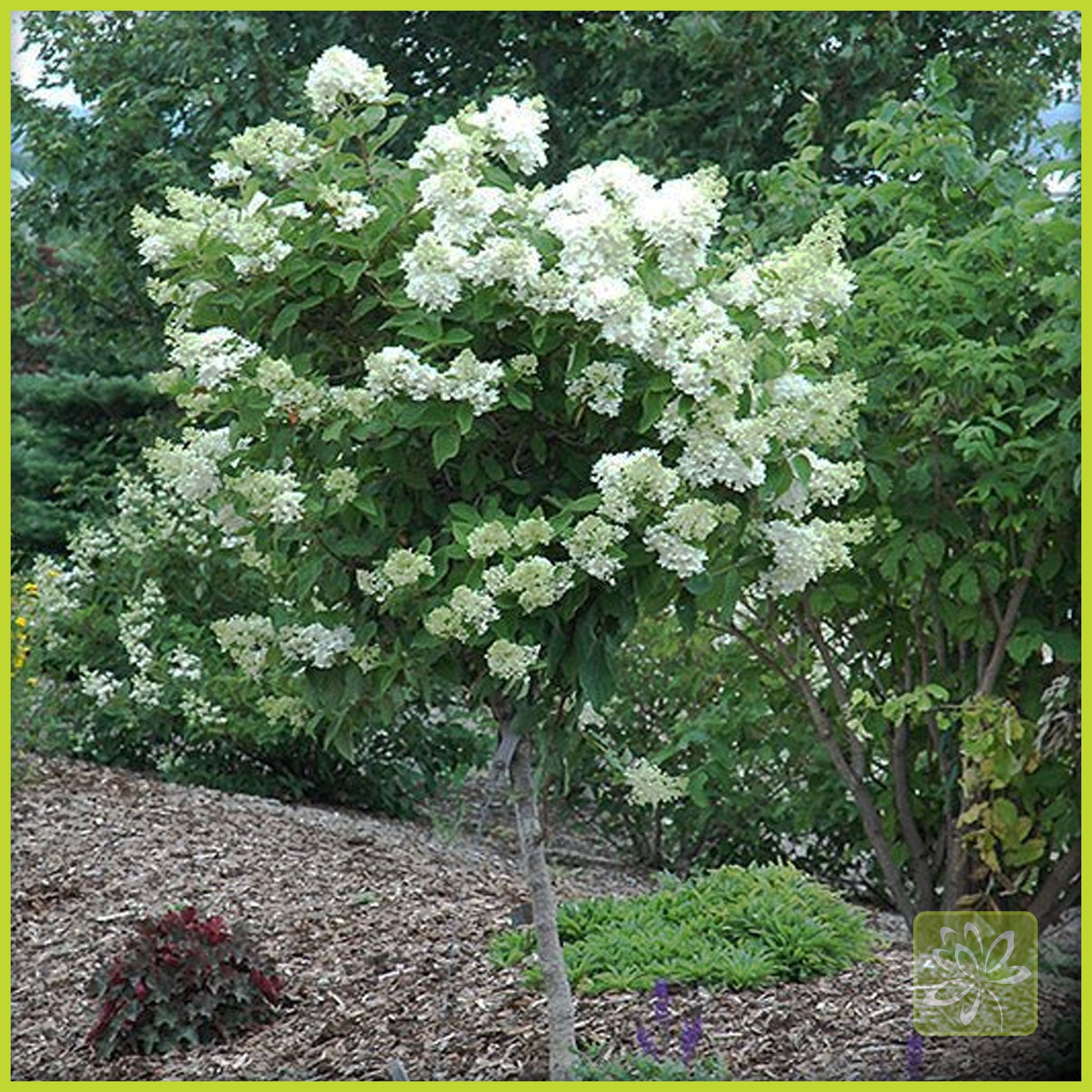 Hydrangea Pink Diamond Std (Tree Form) - Georgina Garden Centre