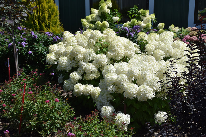 Hydrangea Puffer Fish