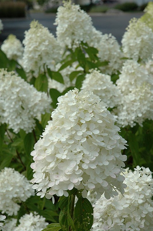 Hydrangea Sweet Summer Standard (Tree form) - Georgina Garden Centre