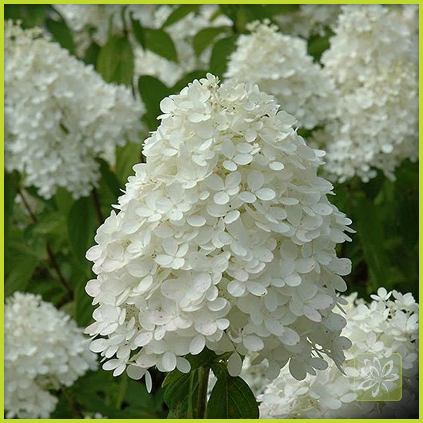 Hydrangea Sweet Summer Standard (Tree form) - Georgina Garden Centre