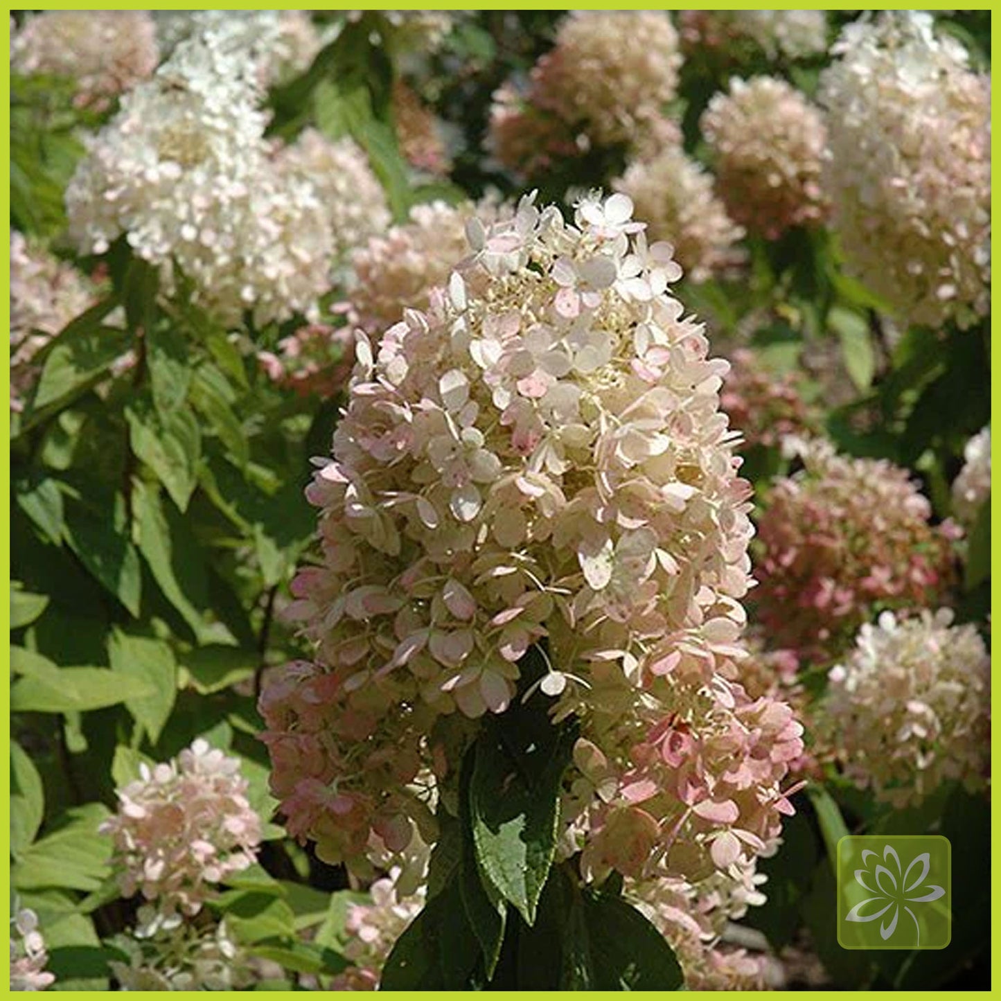 Hydrangea Sweet Summer Standard (Tree form) - Georgina Garden Centre
