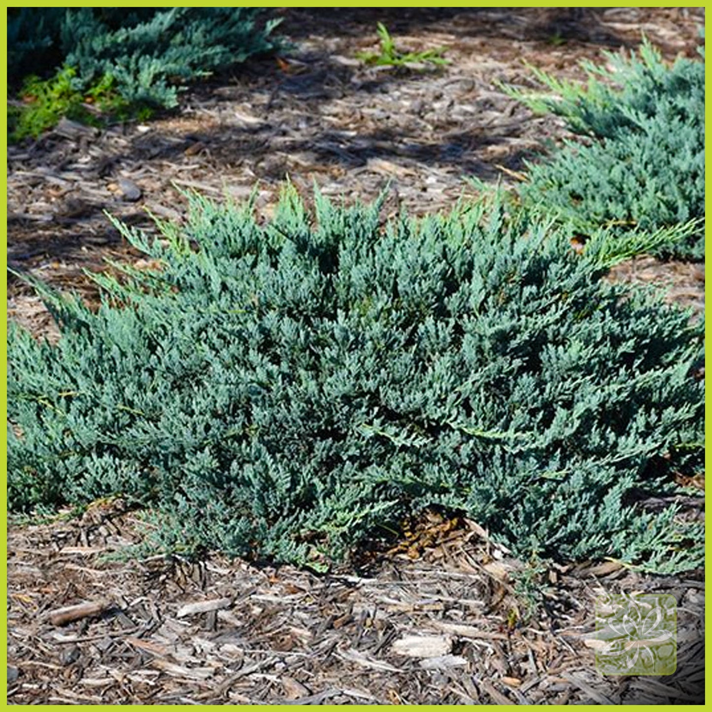 Juniper Blue Chip - Georgina Garden Centre