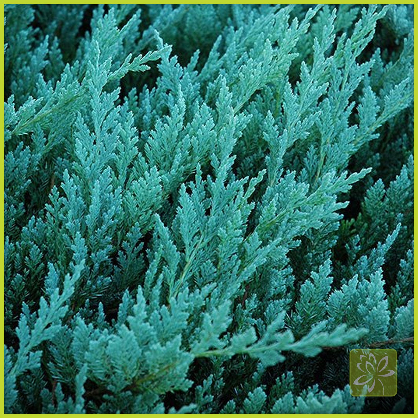 Juniper Blue Chip - Georgina Garden Centre