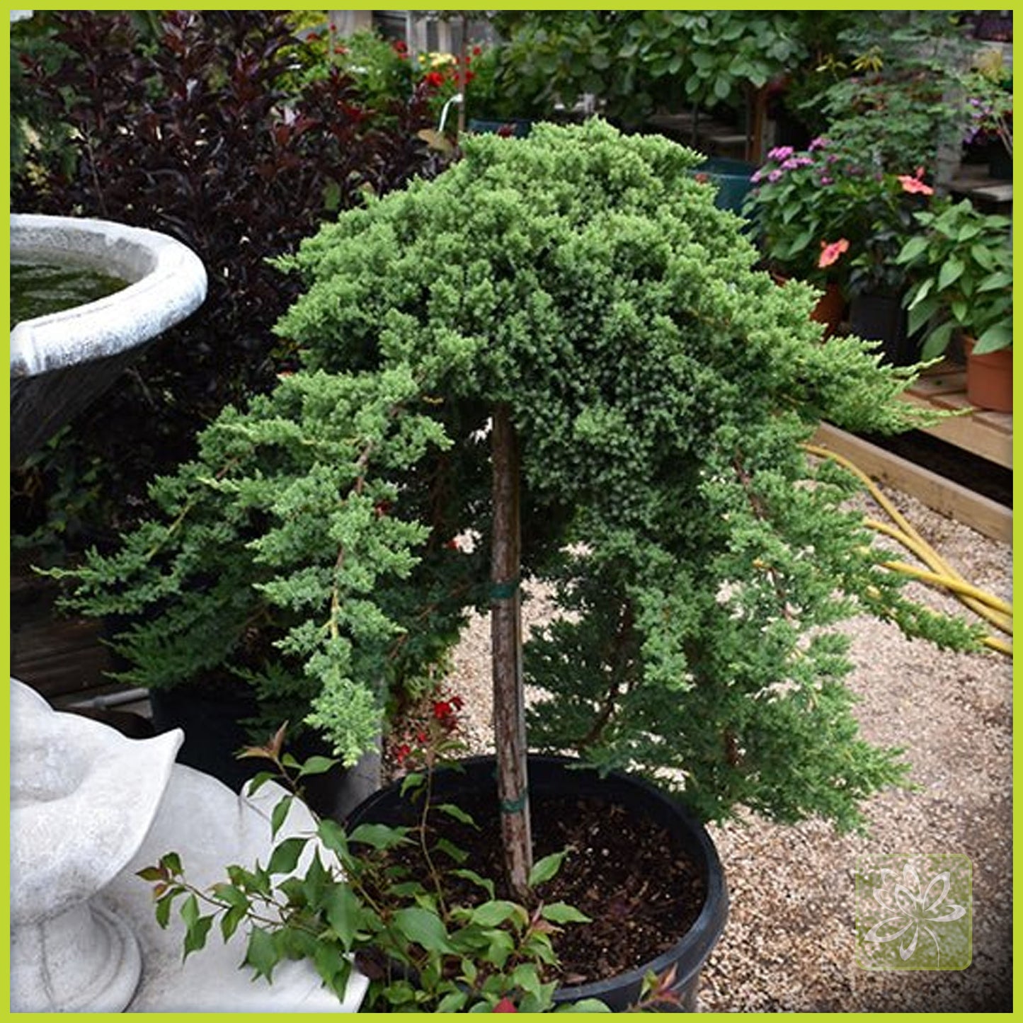 Juniper Blue Rug Standard (Tree Form) - Georgina Garden Centre