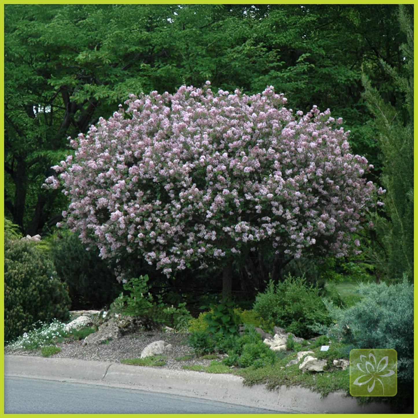 Lilac Dwarf Korean (Palibin) Standard (Tree form) - Georgina Garden Centre