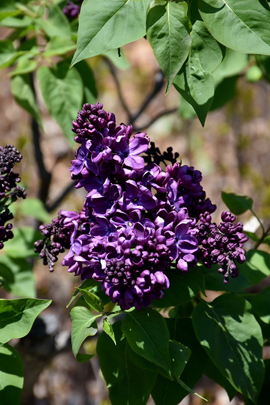 Lilac Agincourt Beauty