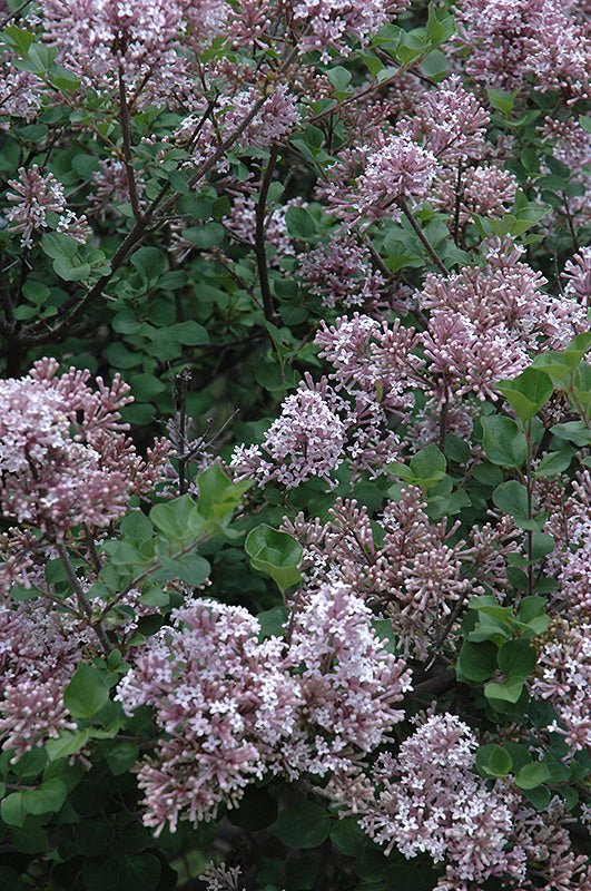 Lilac Palibin - Georgina Garden Centre