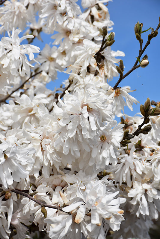 Magnolia Royal Star Small Tree