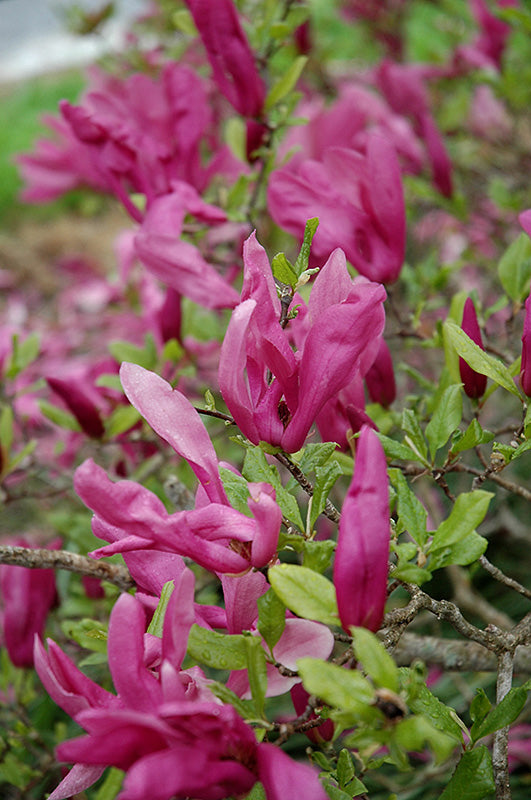 Magnolia Susan Small Tree