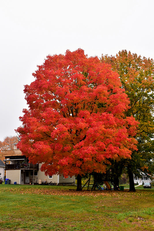 Maple Green Mountain