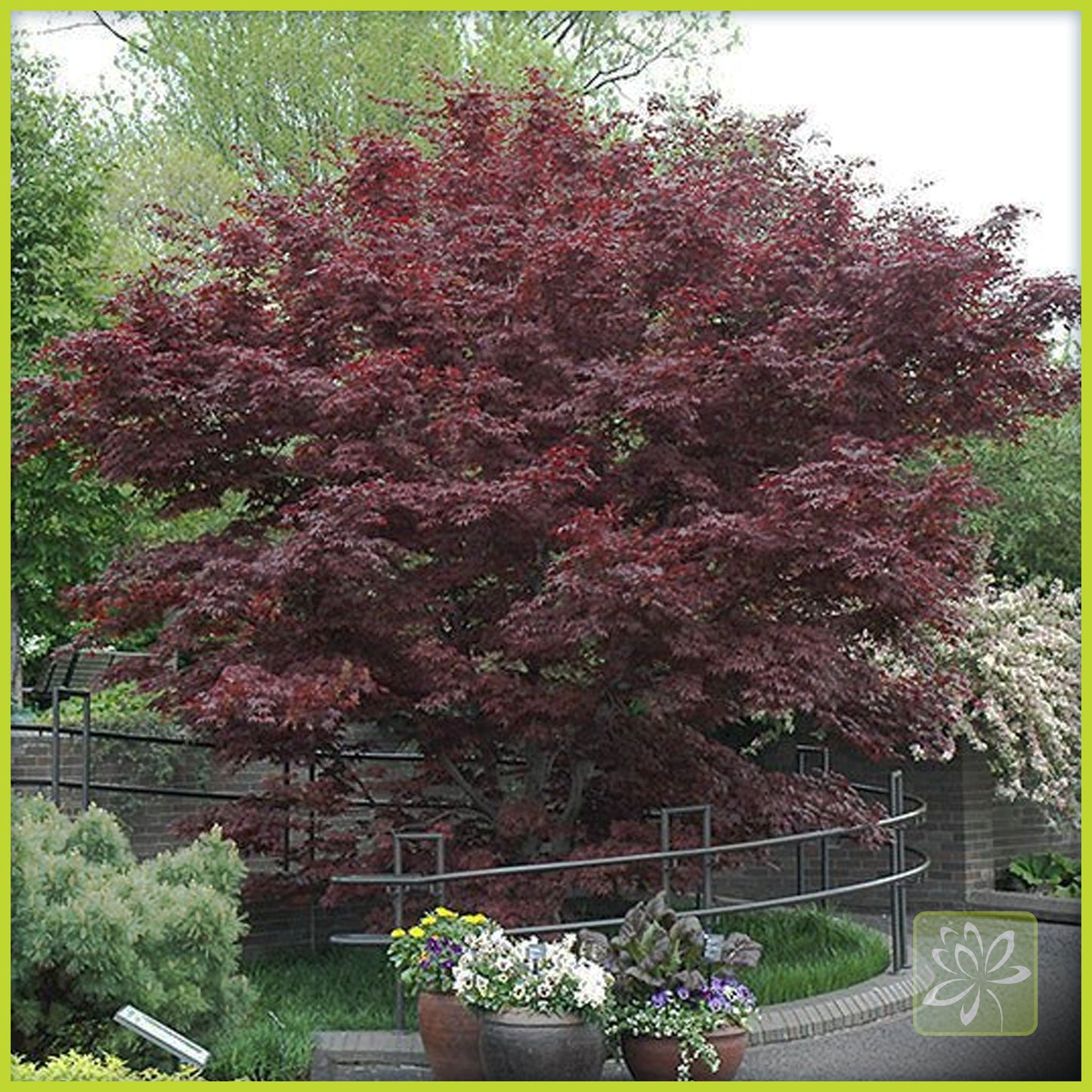 Japanese Maple Bloodgood - Georgina Garden Centre