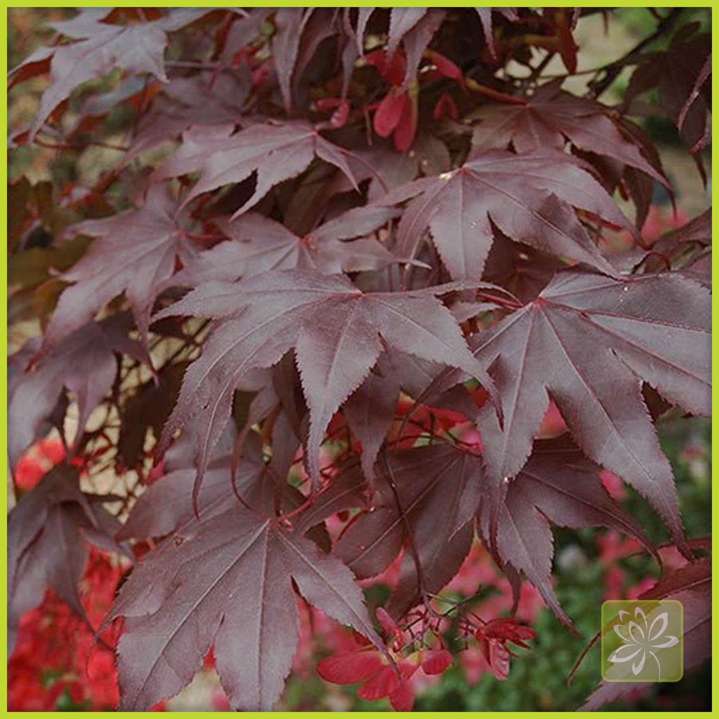 Japanese Maple Bloodgood - Georgina Garden Centre