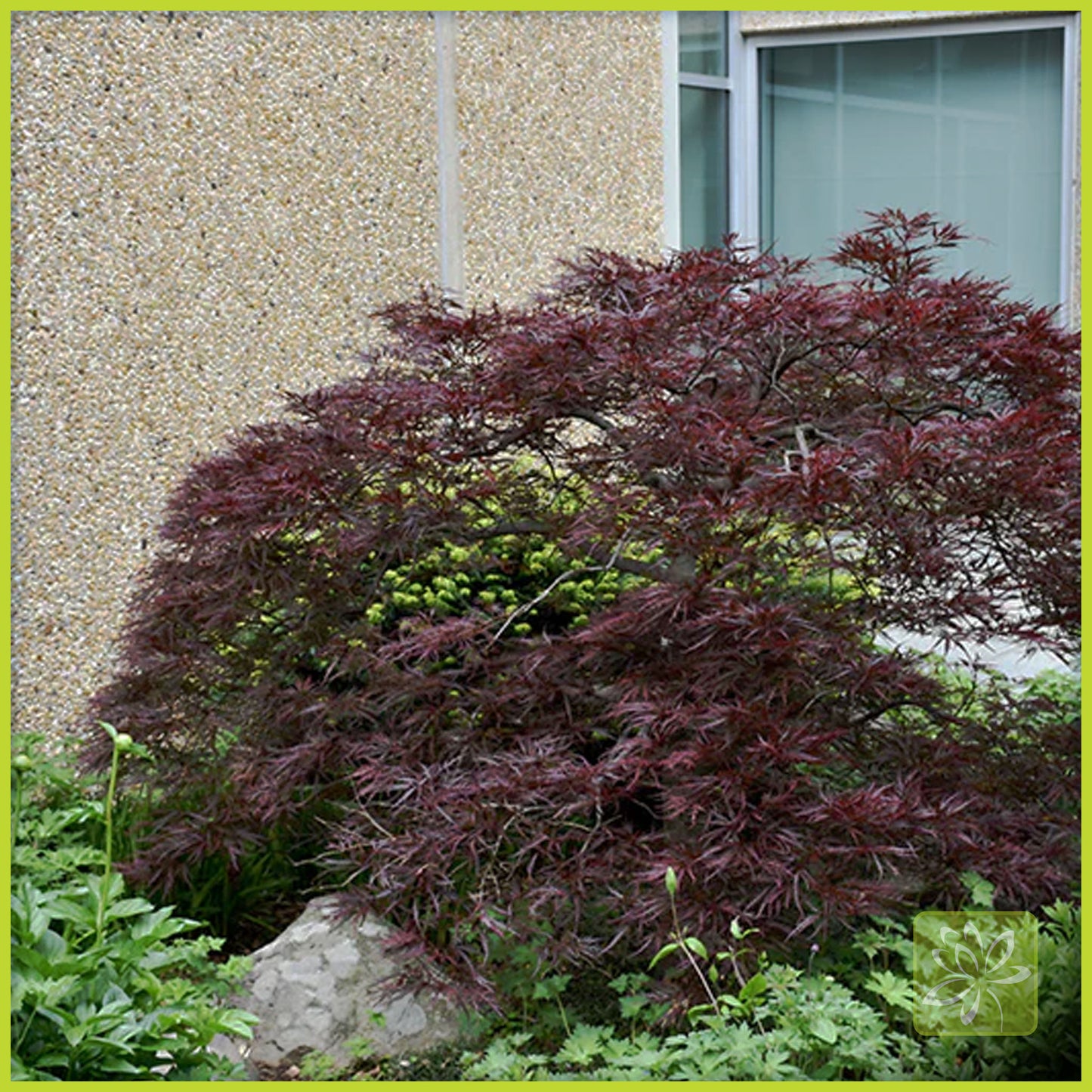 Japanese Maple Red Dragon