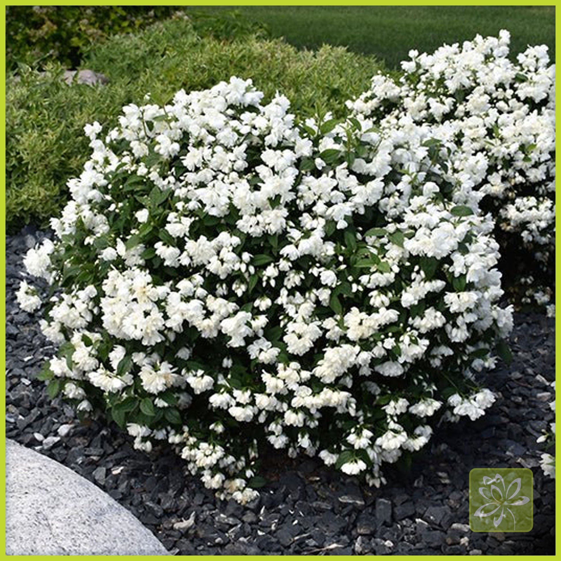 Mockorange Snowbelle - Georgina Garden Centre
