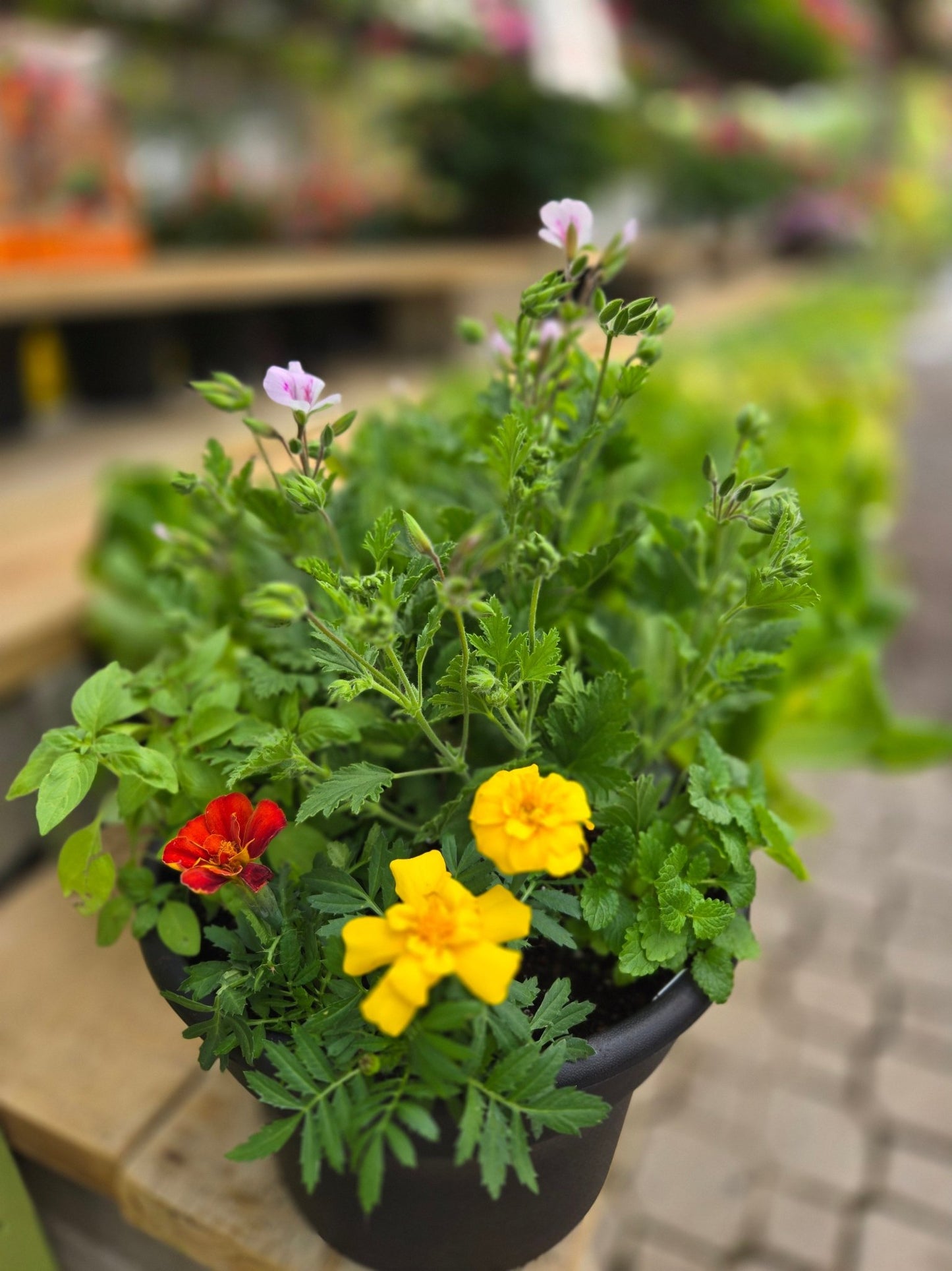 Mosquito Be - Gone Workshop - Georgina Garden Centre