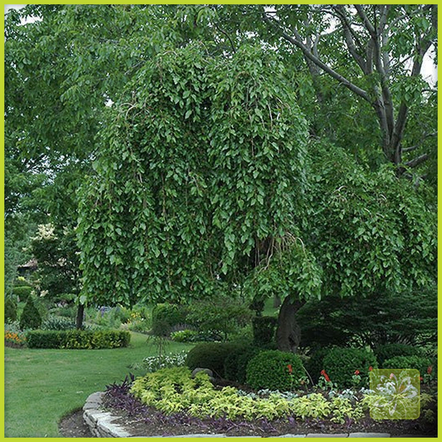 Mulberry Weeping (non - fruiting) - Georgina Garden Centre