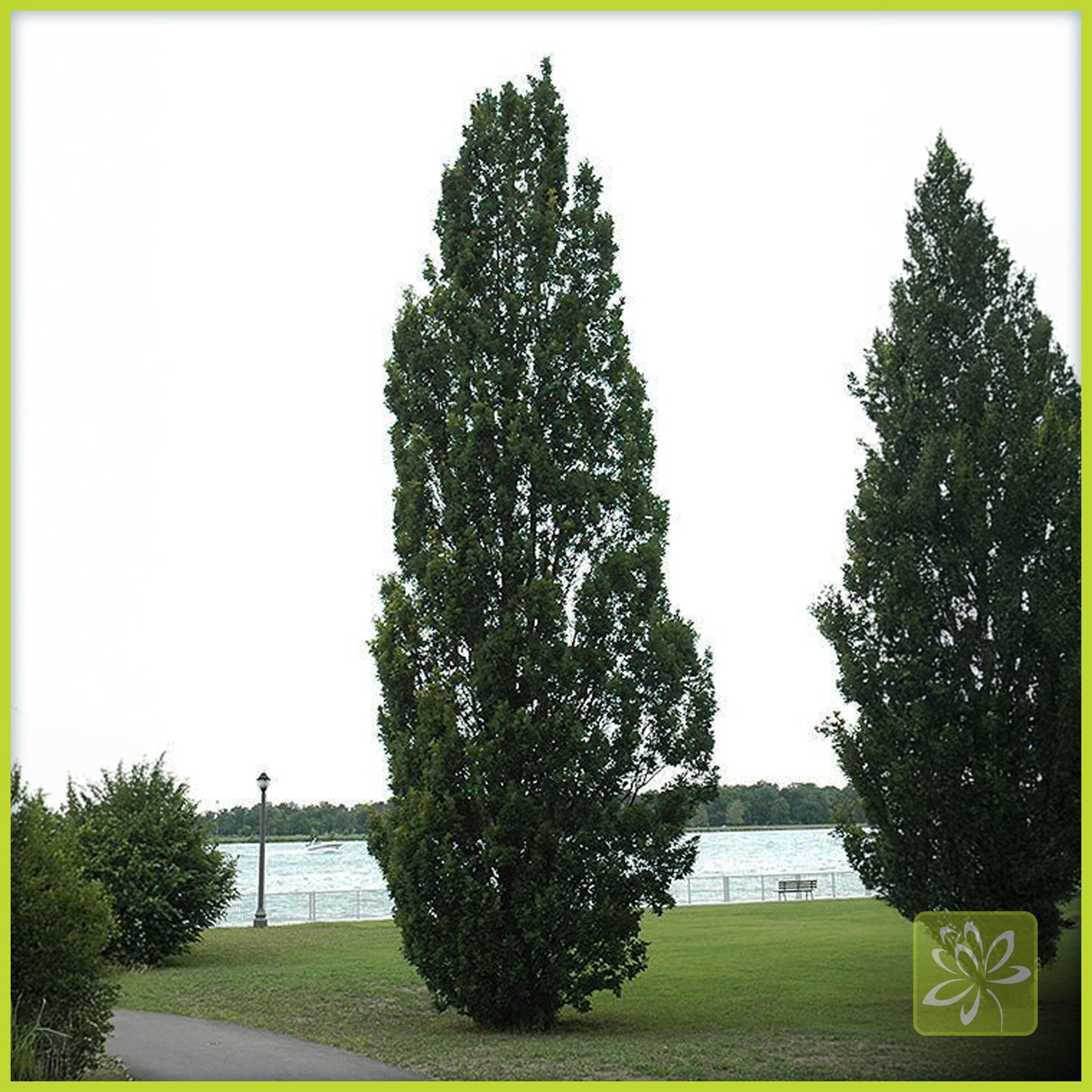 Oak Columnar - Georgina Garden Centre