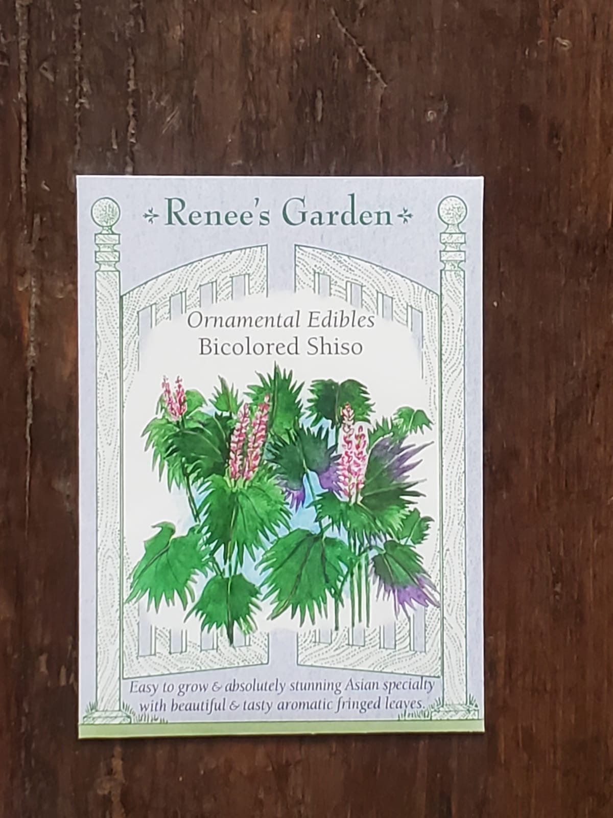 Bicoloured Shiso Seed - Georgina Garden Centre