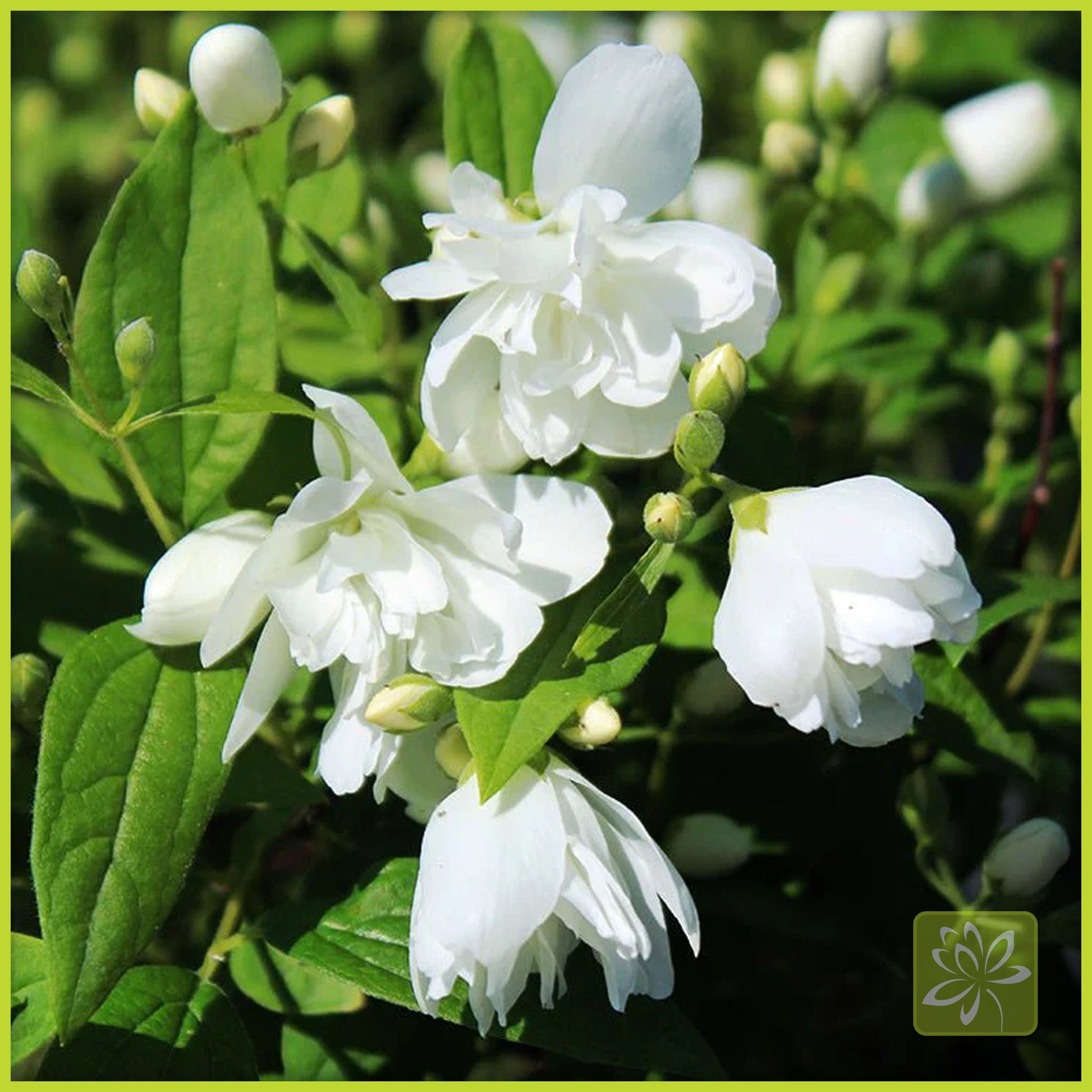 Mockorange Snowbelle - Georgina Garden Centre