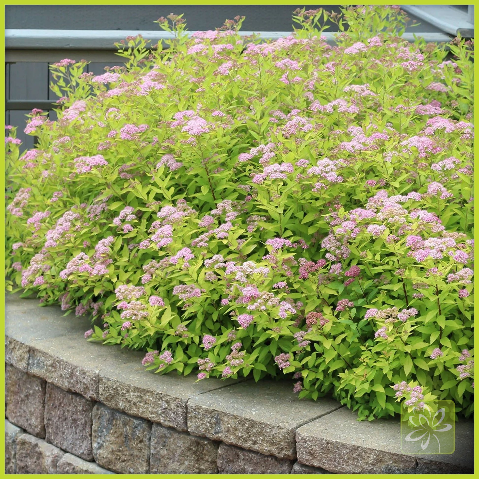 Spirea Goldmound - Georgina Garden Centre