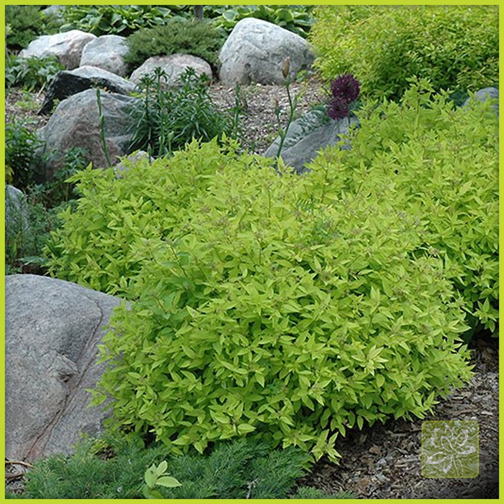 Spirea Goldmound - Georgina Garden Centre