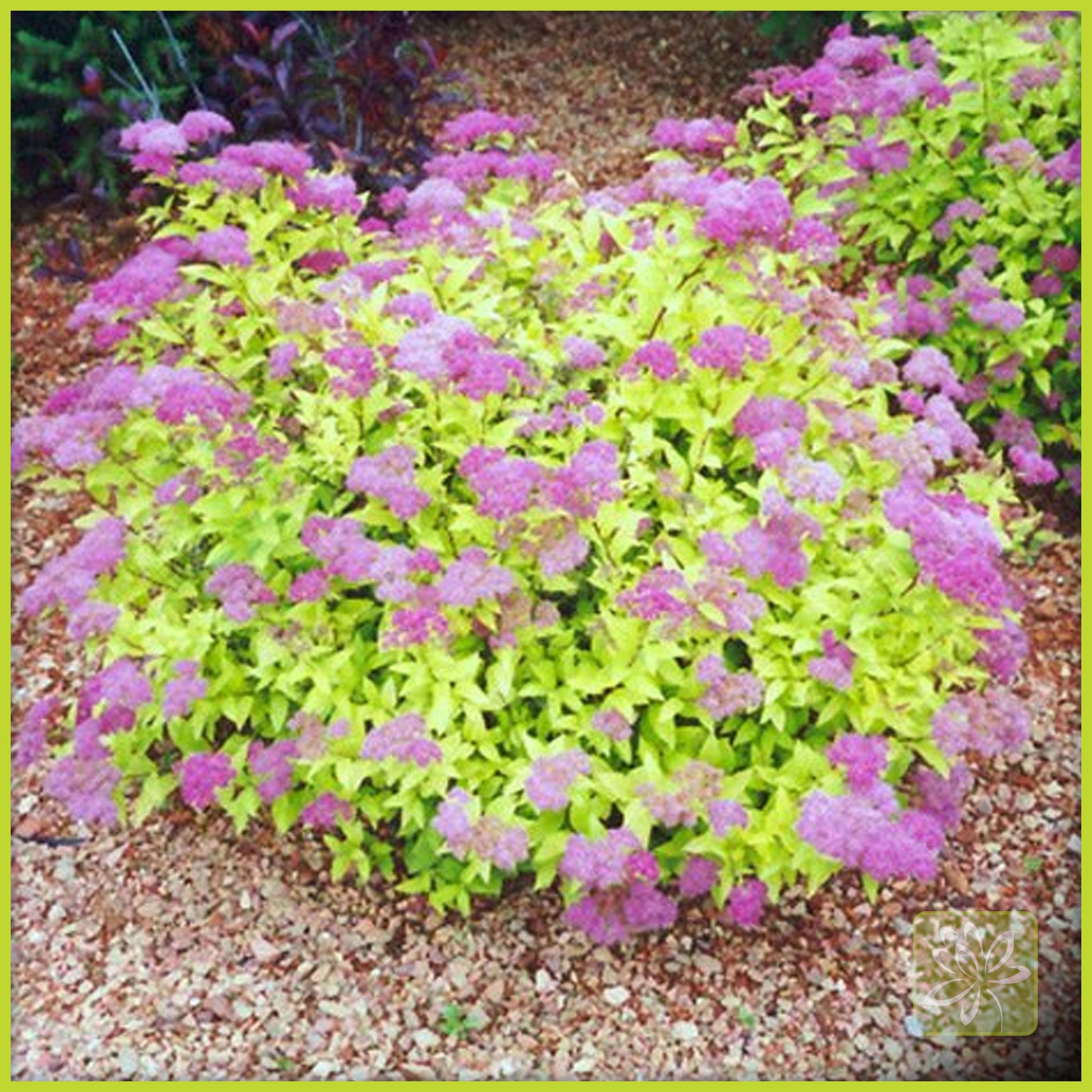 Spirea Goldmound - Georgina Garden Centre