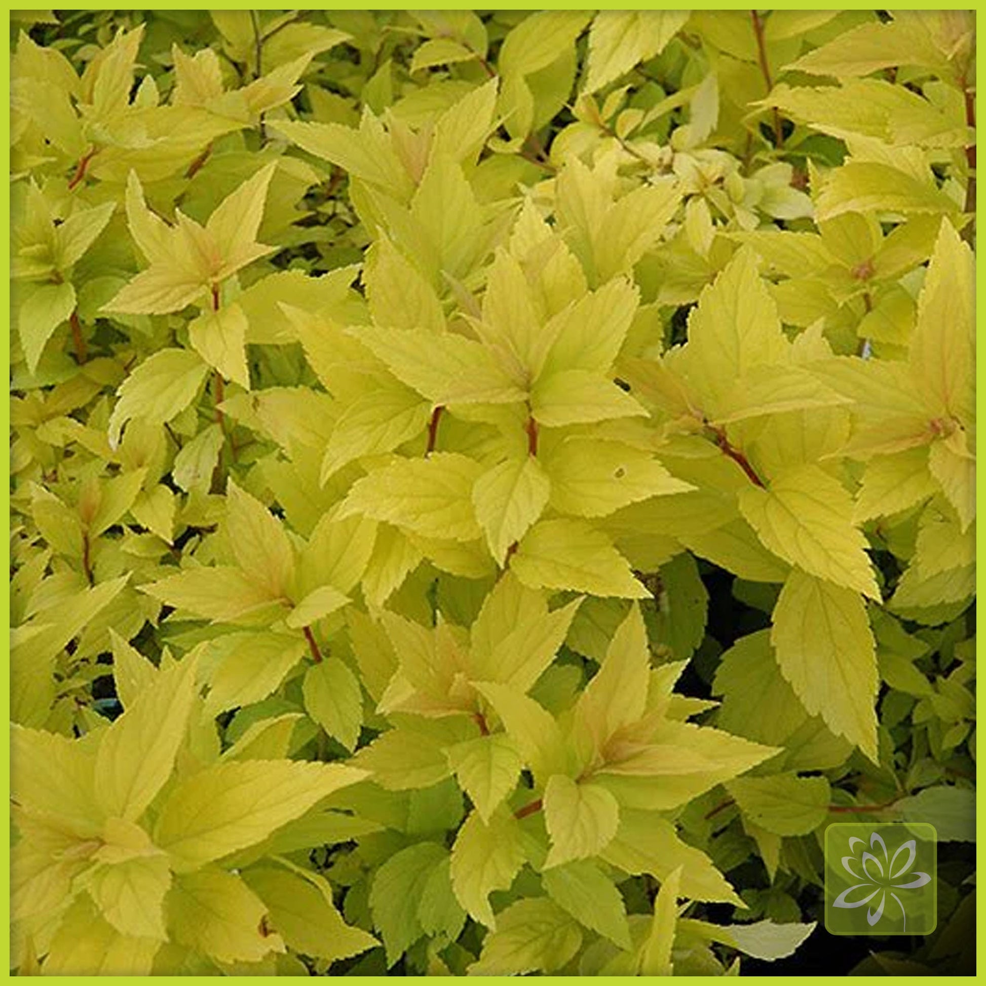 Spirea Goldmound - Georgina Garden Centre